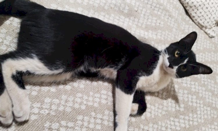 Os animais no Plano Espiritual, por Dra. Irvênia Prada